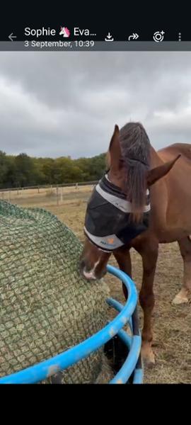 Shires Flyguard Pro Fine Mesh Earless Fly Mask Jet