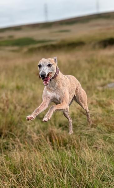 Salmon Complete Dry Dog Food with Insect