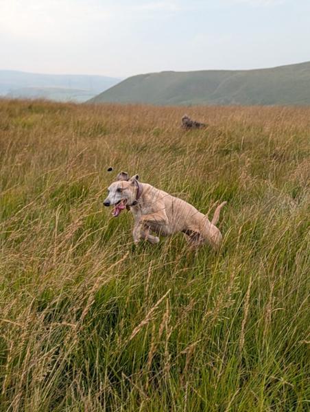 Salmon Complete Dry Dog Food with Insect