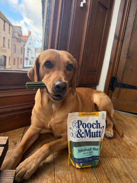 Spirulina & Mint Dental Sticks For Dogs | 7 Sticks | Dog Chews For Fresh Breath | Pooch & Mutt | Daily Dental Stick