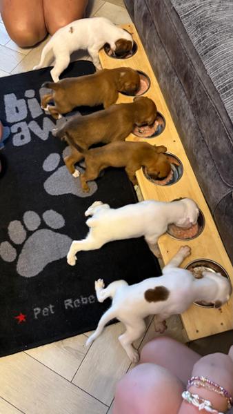 Puppy Bundle