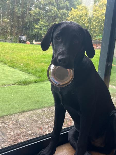 Training made a little easier with tasty treats