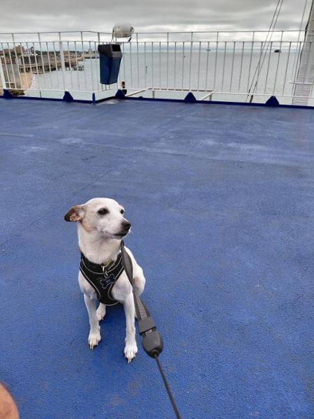 First time on a boat for my dog