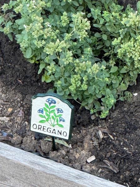 Set of Ten Herb Garden Markers