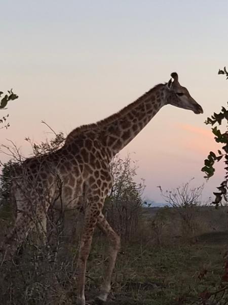 South African adventure