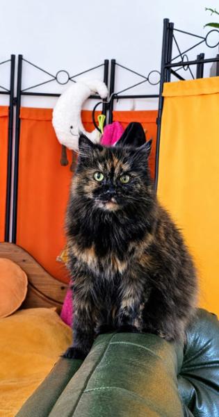 Atopica for Cats Oral Solution