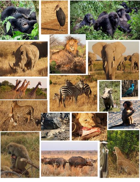 African Travel Delivers!