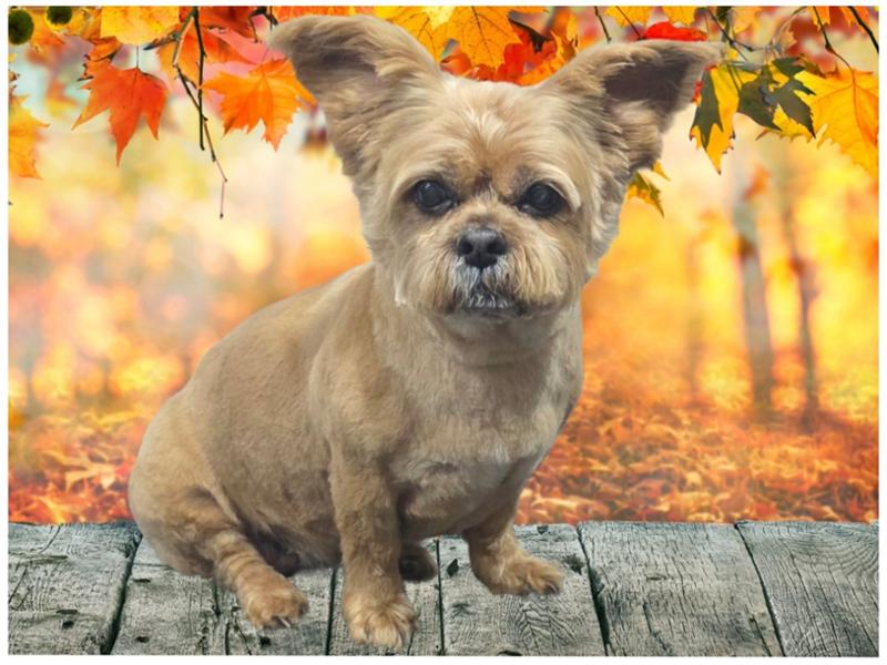 Lily's Kitchen Senior Recipe For Older Dogs | Wet Dog Food | Grain-Free Recipe | Senior Dog Food | Single Protein Dog Food | 10 x 150g