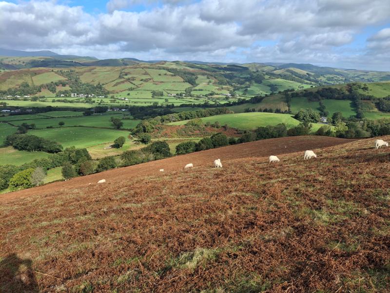Glyndwr's Way - South Section