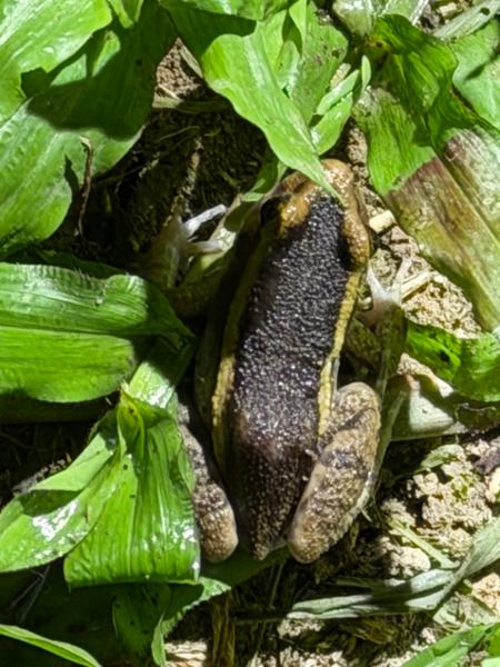 Ecuador Amazon Extension