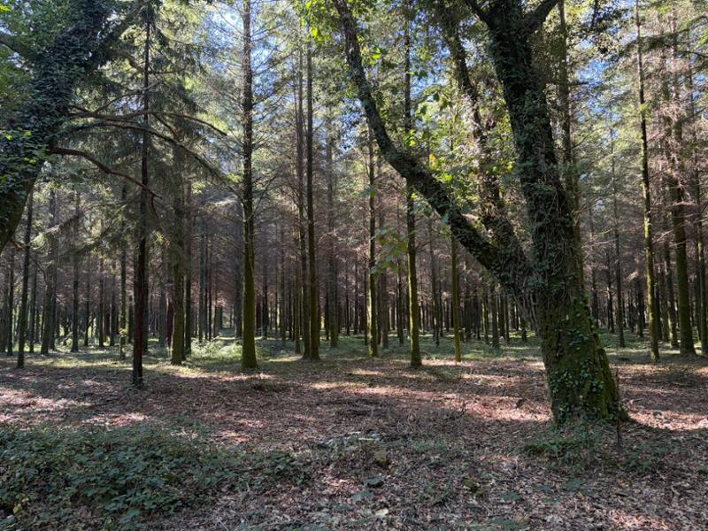 Walking the Camino de Santiago