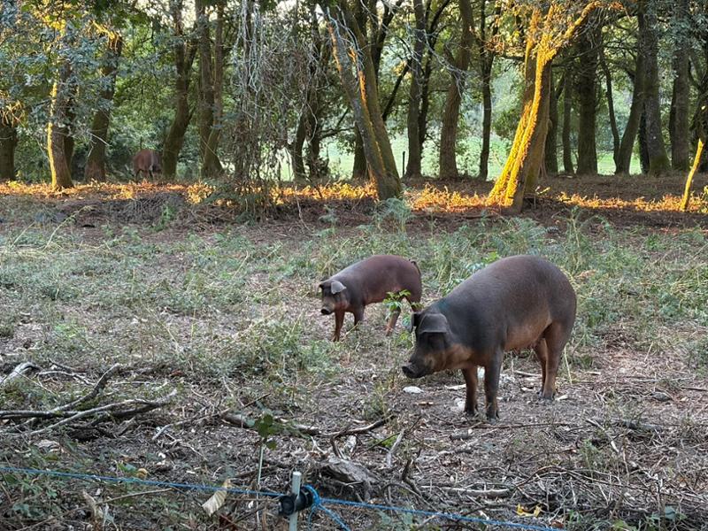 Walking the Camino de Santiago
