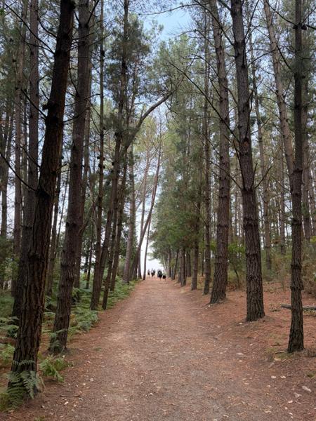 Walking the Camino de Santiago