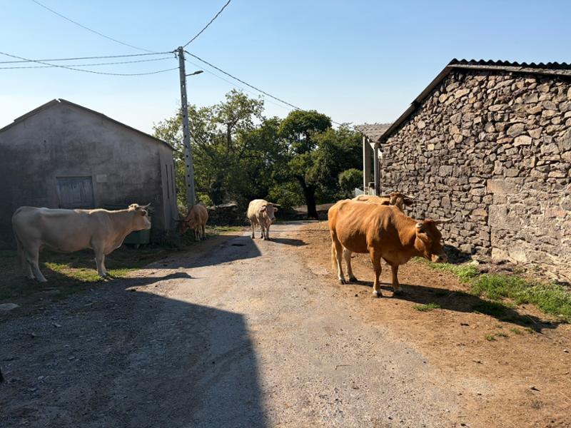 Walking the Camino de Santiago