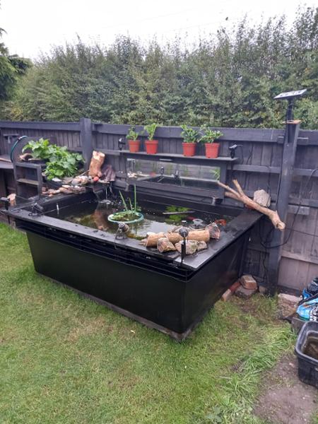 My Pond