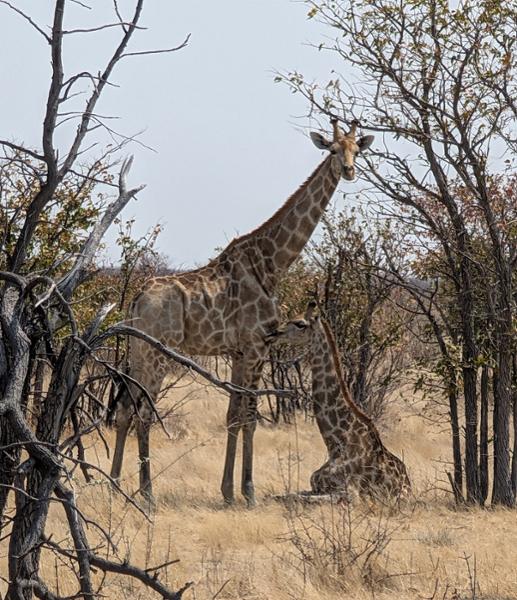 Upgraded - Highlights of Namibia