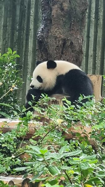 China Delights