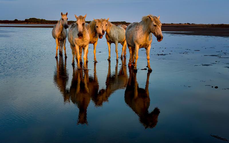 In the Footsteps of van Gogh - Provence and Camargue Photography Tour