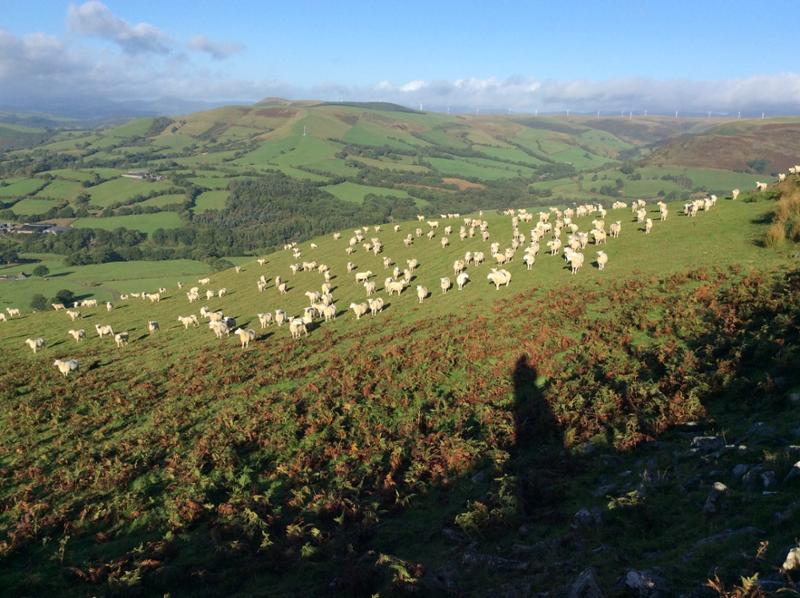 Glyndwr's Way - South Section
