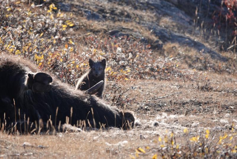 Amazing East Greenland