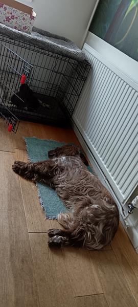 Happy dogs, happy owners.
