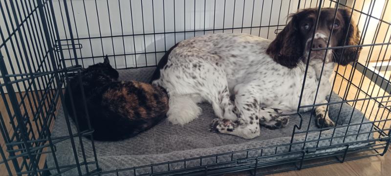 Happy dogs, happy owners.