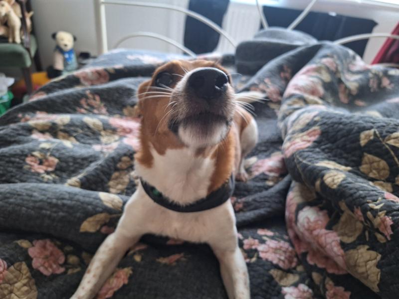 Happy Dog, happy mum
