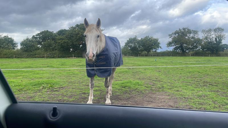 Shires Typhoon Lite Turnout Rug Navy