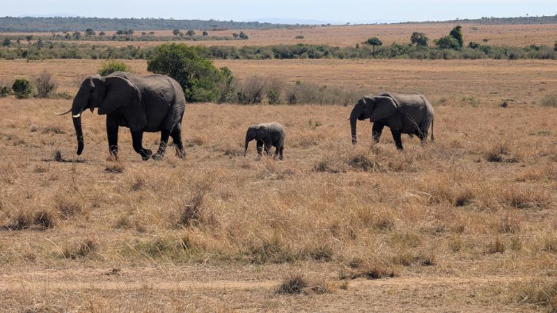 Kenya Wildlife Safari