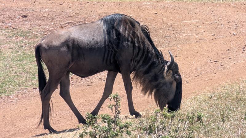 Kenya Wildlife Safari
