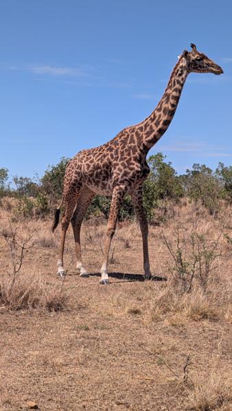 Kenya Wildlife Safari
