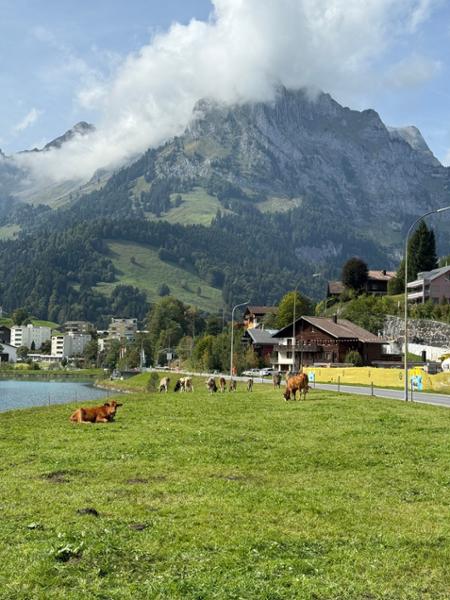 Highlights of amazing countries