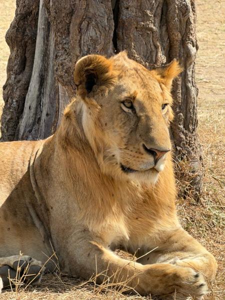 Highlights of Kenya