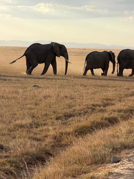 Highlights of Kenya