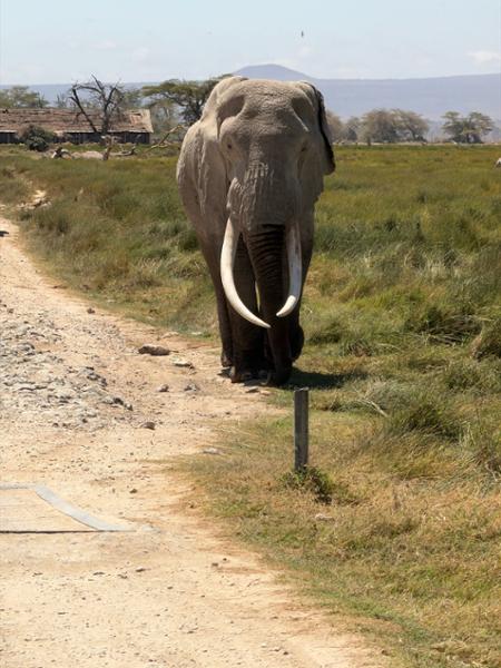 Highlights of Kenya