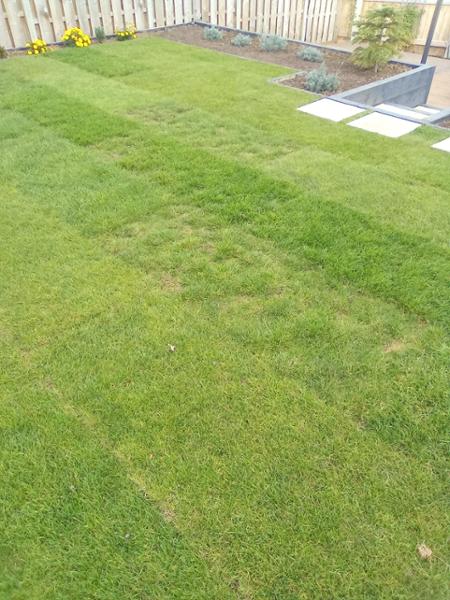 Great service but the turf was a let down in quality and thickness