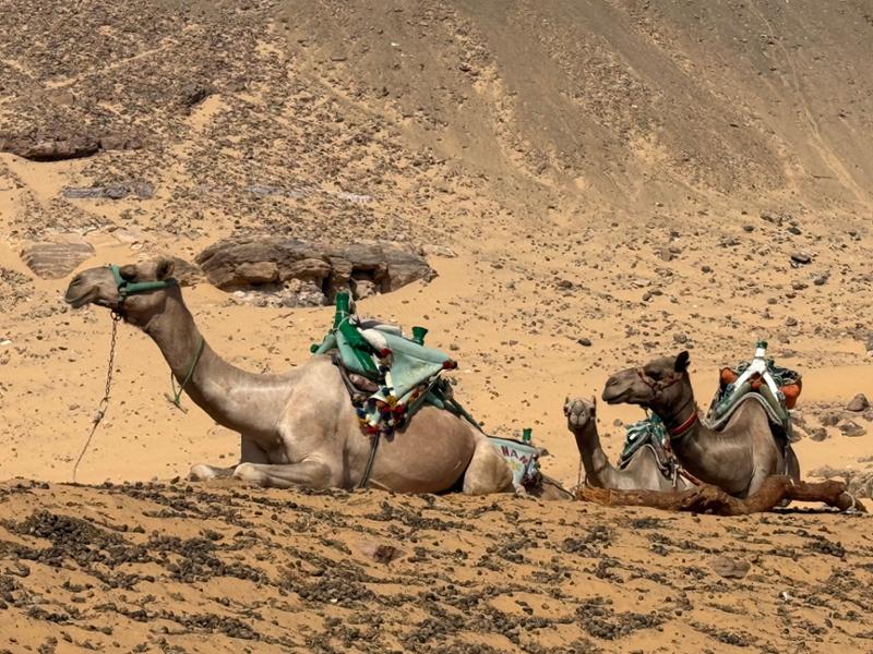 Wonderful Egyptian experience