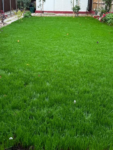 SUPERSTAR: Back Lawn 2KG
