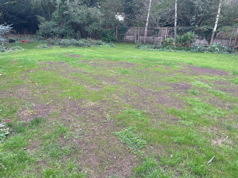 IMPRESS: Clay Master Lawn Seed-20kg
