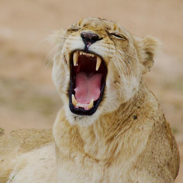 South Africa & Victoria Falls Tour