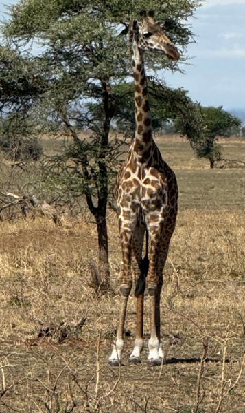 Tanzania Explorer