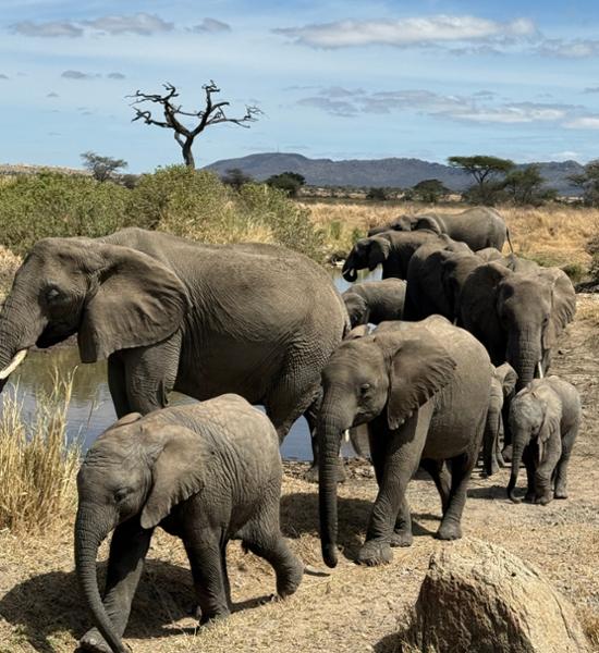 Tanzania Explorer
