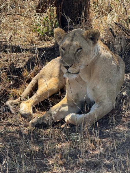 Tanzania Explorer
