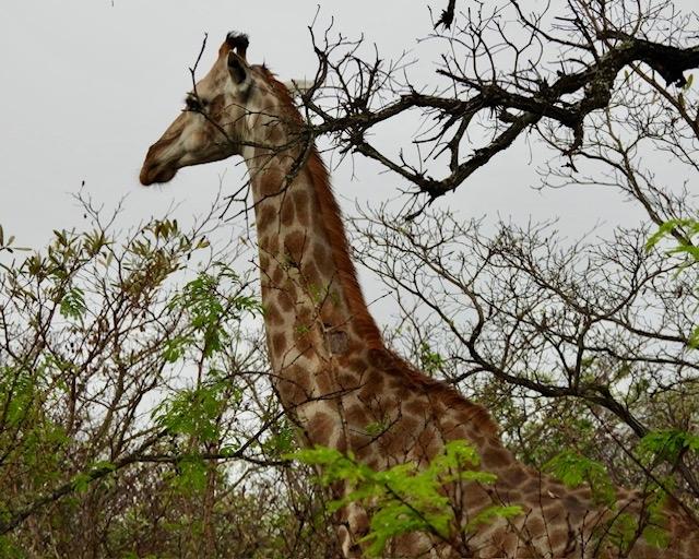 South Africa & Victoria Falls Tour