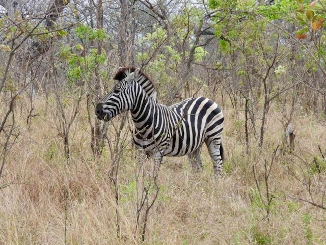 South Africa & Victoria Falls Tour