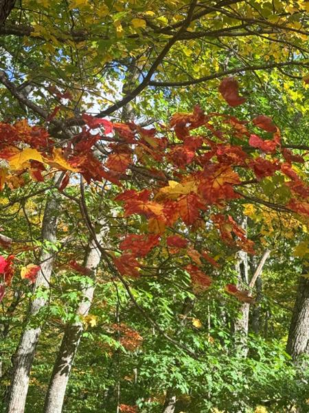 Fall Colors of New England
