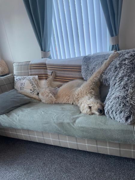 Brilliant product that give my dog its life back