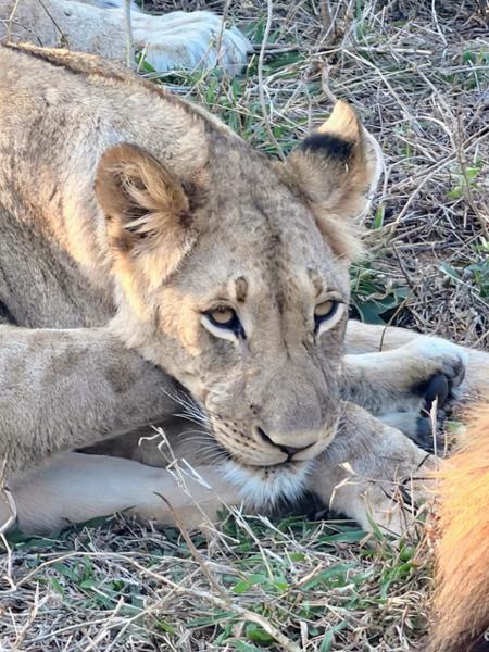South Africa & Victoria Falls Tour