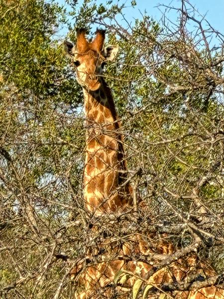 South Africa & Victoria Falls Tour