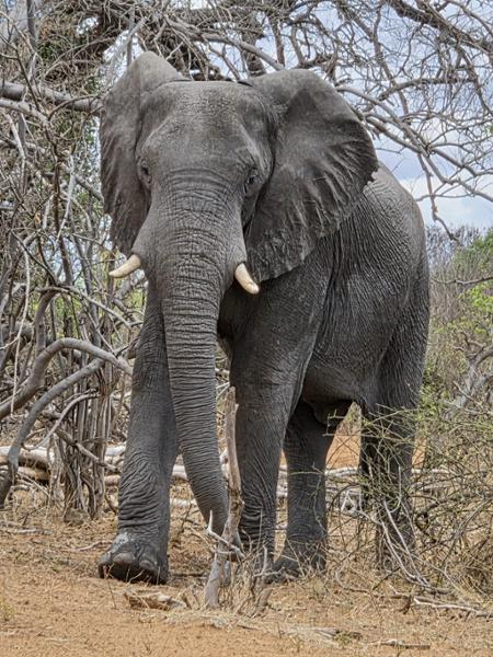 South Africa & Victoria Falls Tour